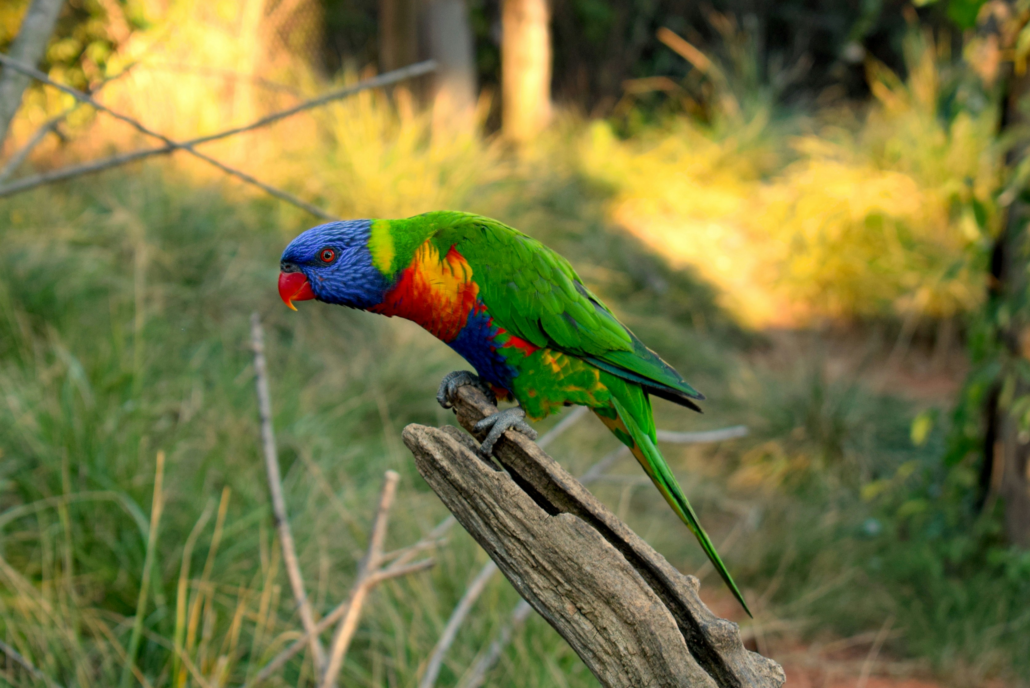 Colorful Rainforest Bird